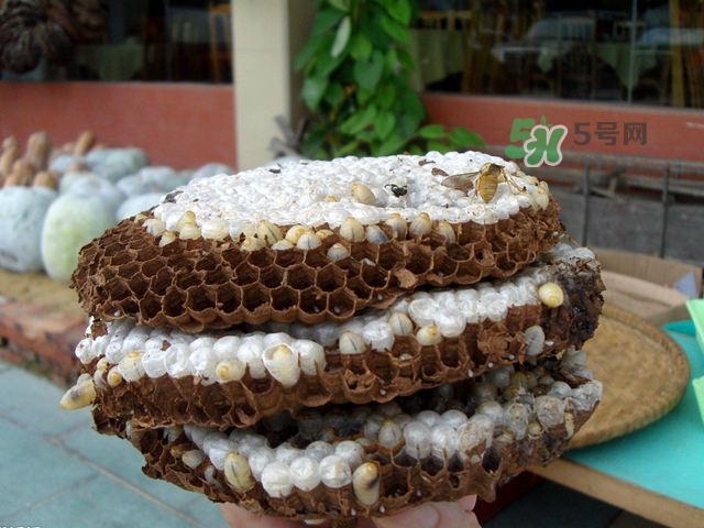 蜂蛹可以生吃吗?,蜂蛹可以生吃吗有什么作用 蜂蛹可以生吃吗?,蜂蛹可以生吃吗有什么作用