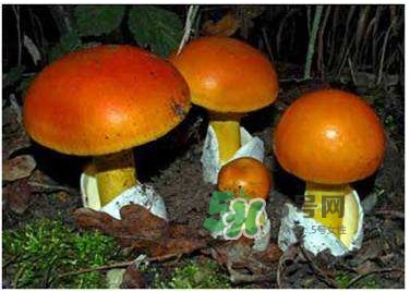 鹅膏菌有毒吗,毒鹅膏菌和无毒鹅膏菌区别