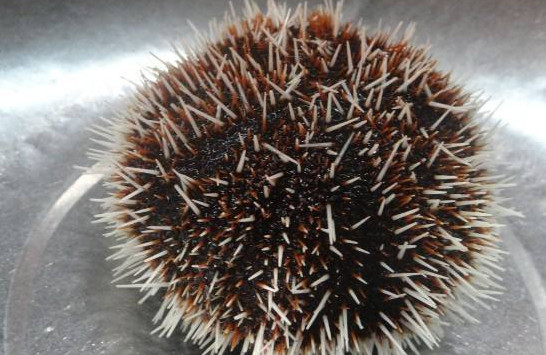 宝宝多大能吃海胆蒸蛋,宝宝多大能吃海胆