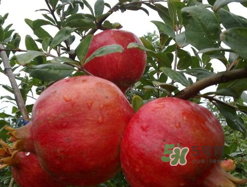 河阴石榴多少钱一斤,河阴石榴多少钱一斤2019