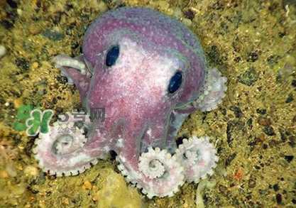 章鱼有哪些特性,章鱼的特性是什么