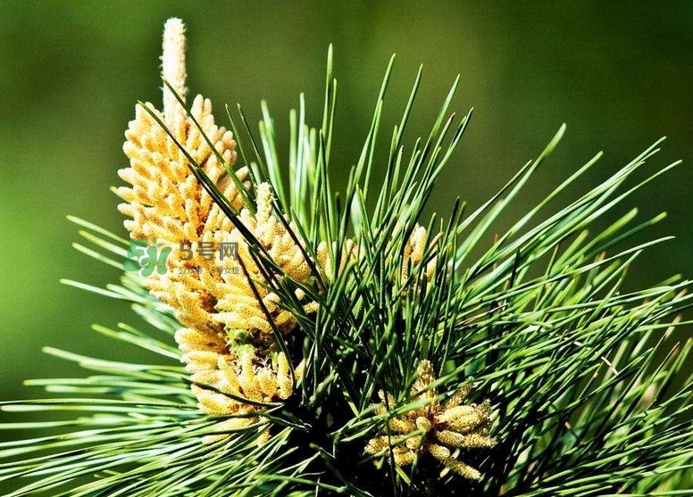 松花粉的作用和功能主治,松花粉的作用和功效