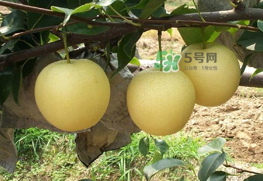 雪花梨和雪梨的区别图片,雪花梨和雪梨的区别