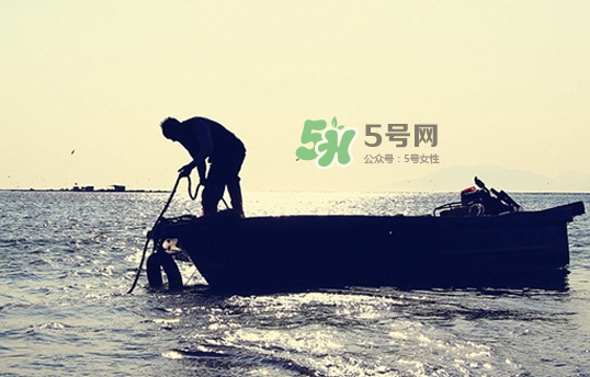 孕妇适合吃什么鱼,怎么做有营养,孕妇适合吃什么鱼胶