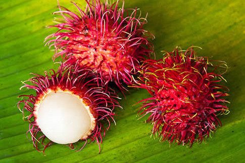 红毛丹是什么水果,红毛丹水果图片