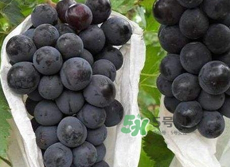 葡萄籽的功效和作用,葡萄干的功效和作用 葡萄籽的功效和作用,葡萄干的功效和作用
