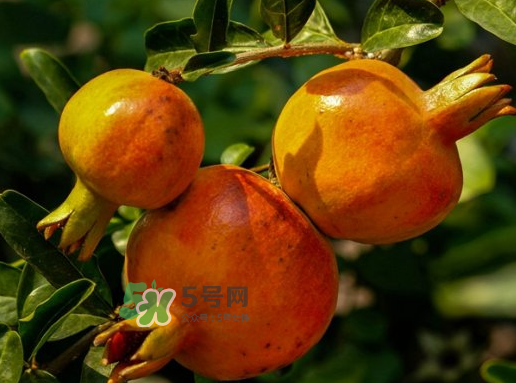 石榴长虫怎么办,石榴长虫子怎么办