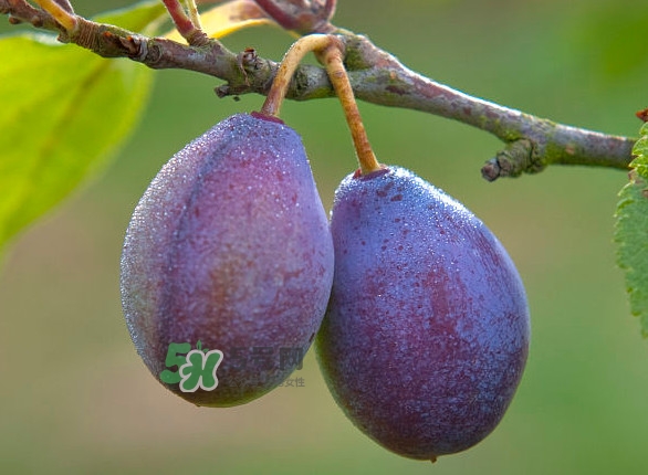 西梅和李子的区别,原来我们都搞错了,西梅和李子的区别 西梅和李子的区别,原来我们都搞错了,西梅和李子的区别