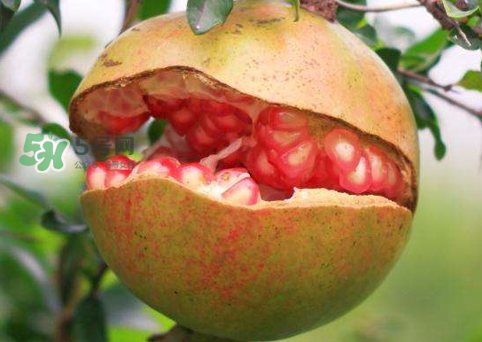 如何防止石榴裂开,怎样防止石榴裂口