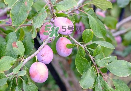 西梅的保存方法,西梅如何保存