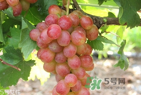 红葡萄酒的功效和作用,葡萄籽的功效和作用 红葡萄酒的功效和作用,葡萄籽的功效和作用