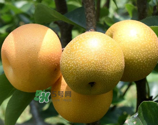 丰水梨的营养价值及功效,丰水梨的功效