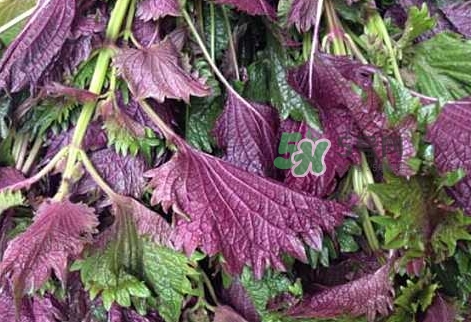 紫苏叶的功效和作用及食用方法,紫苏叶的功效和作用及禁忌 紫苏叶的功效和作用及食用方法,紫苏叶的功效和作用及禁忌