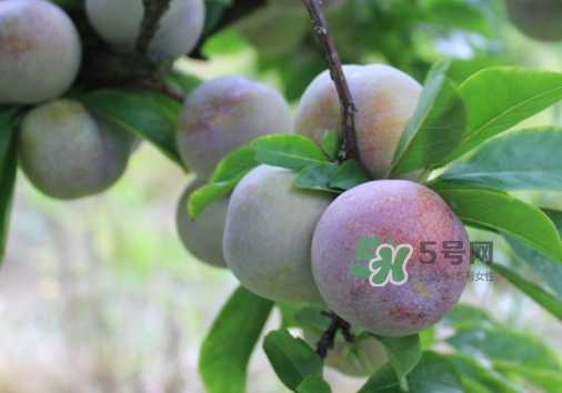 芙蓉李的价格,芙蓉李多少钱一斤