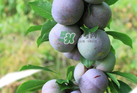 芙蓉李的功效和作用,芙蓉的药用价值和功效