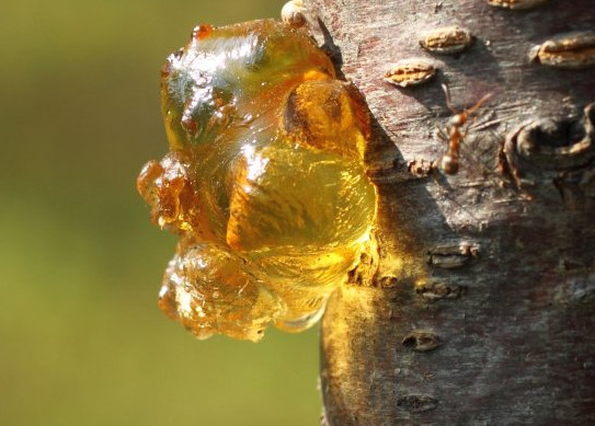 吃桃胶对身体有什么好处,女人吃桃胶对身体有什么好处 吃桃胶对身体有什么好处,女人吃桃胶对身体有什么好处