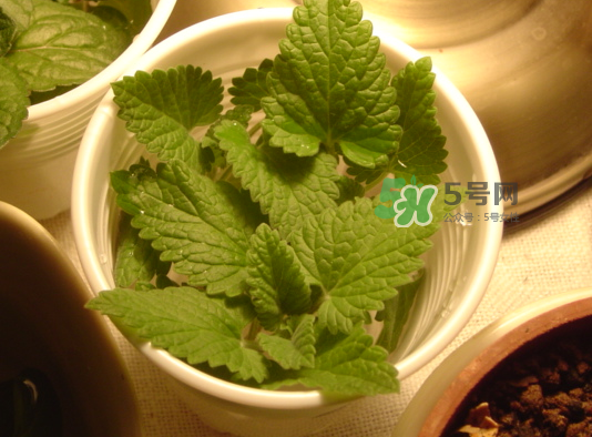 猫薄荷怎么吃,猫薄荷怎么喂食