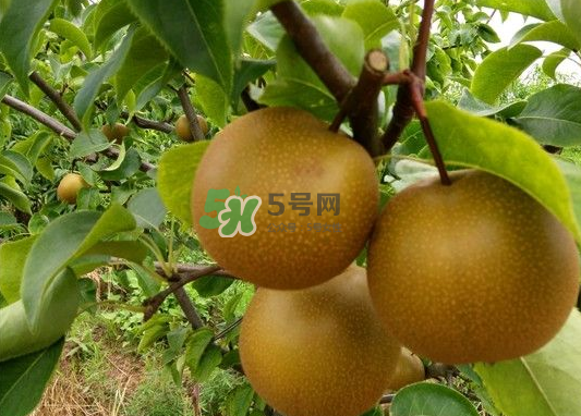 丰水梨的特点,丰水梨的特点口感