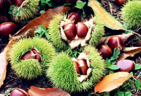 板栗放久了干了能吃吗,板栗放久了变干了能吃吗