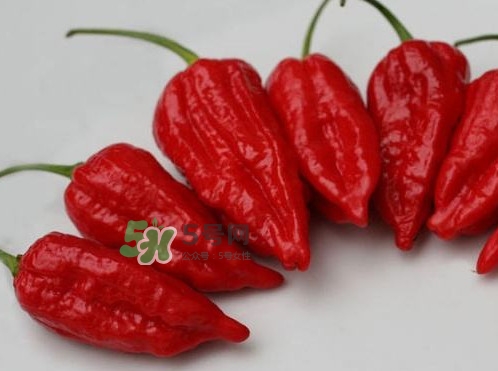 卡罗莱纳辣椒百度百科,卡罗莱纳辣椒多少钱