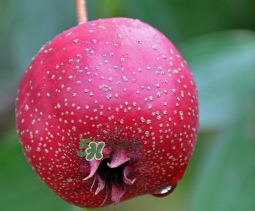 山楂啥时候吃比较好,山楂何时吃好