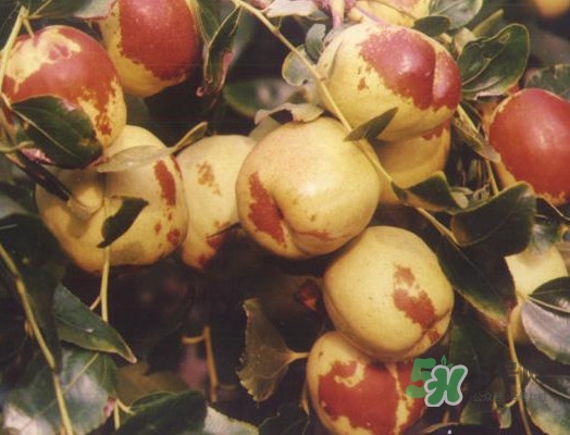 大雪枣和梨枣哪个好,中华大梨枣和一般梨枣的区别 大雪枣和梨枣哪个好,中华大梨枣和一般梨枣的区别