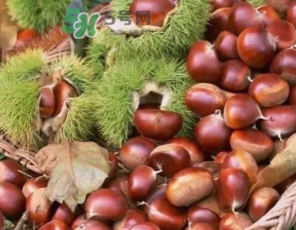 罗田板栗什么时候成熟,板栗成熟时间