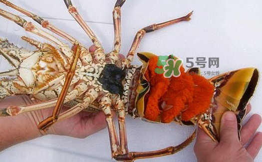 青龙虾死了能不能吃,龙虾死的吃了有毒吗 青龙虾死了能不能吃,龙虾死的吃了有毒吗