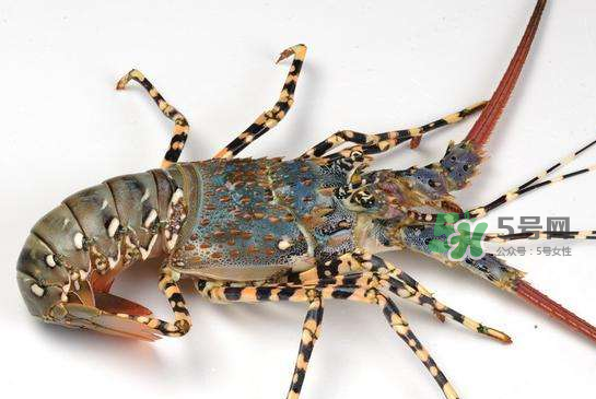 中华锦绣龙虾怎么吃,中华锦绣龙虾怎么做好吃 中华锦绣龙虾怎么吃,中华锦绣龙虾怎么做好吃