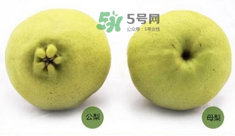 梨子怎么分辨公母,梨子怎么看公母