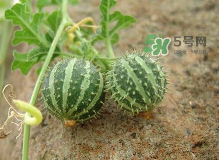 世界上最小的西瓜有多大,世界上最小的西瓜是什么西瓜