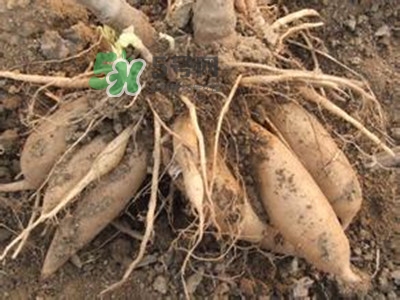 雪莲果和什么相克,雪莲果和什么相克引起腹泻