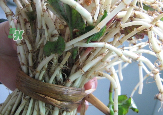 折耳根可以生吃吗,折耳根可以吃吗