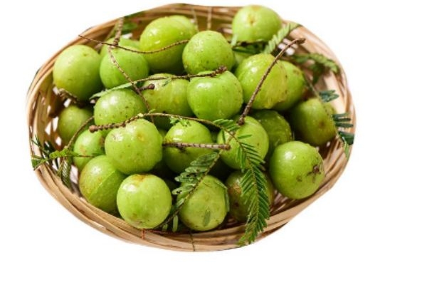 油甘子生活在什么环境里呢(油甘子的食用方法) 油甘子生活在什么环境里呢(油甘子的食用方法)