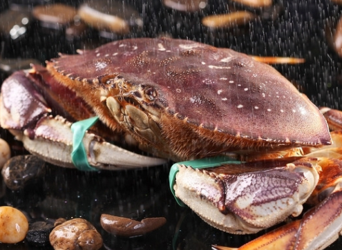 太子蟹是什么蟹,太子蟹是什么