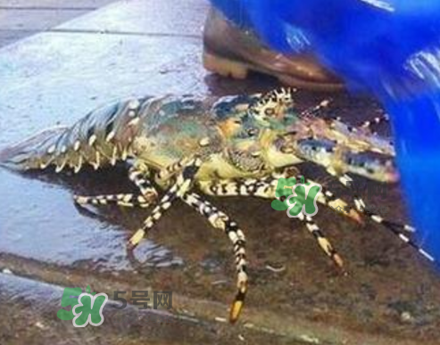 七彩神仙鱼吃虾吗,七彩神仙鱼吃糠虾吗