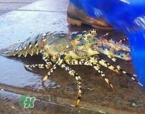 七彩虾是什么品种,七彩神仙鱼吃虾吗