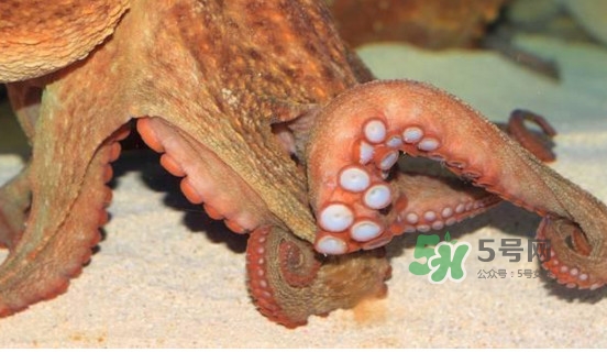 章鱼怎么处理干净,章鱼怎么清洗处理