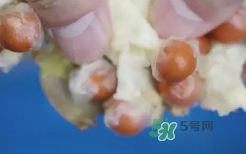 鸡头米什么时候最好吃,鸡头米的最佳时间