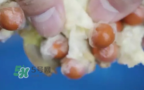 芡实是鸡头米吗,芡实跟鸡头米是什么区别