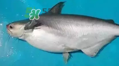 巴沙鱼龙利鱼是一样的吗,巴沙鱼片和龙利鱼是一种鱼吗 巴沙鱼龙利鱼是一样的吗,巴沙鱼片和龙利鱼是一种鱼吗