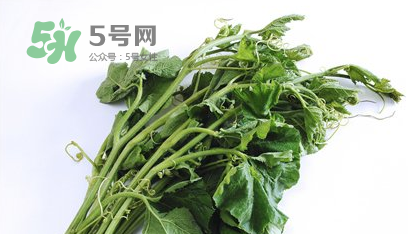 南瓜苗处理技巧及食用方法,南瓜育苗方法步骤