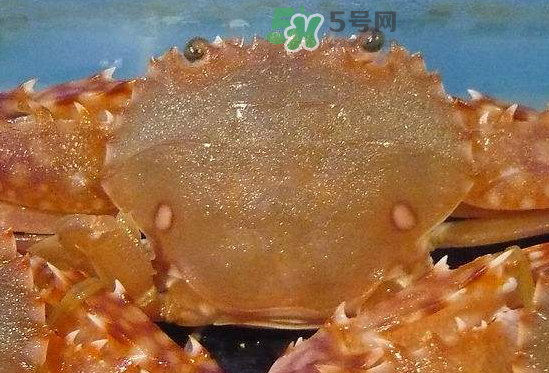 花蟹养殖方法,螃蟹爪花怎么养