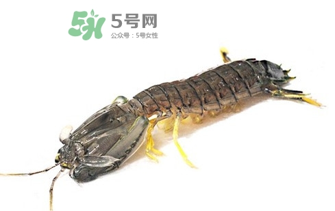 虾蛄怎么清洗处理,虾蛄怎么清洗