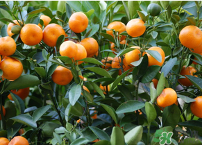 金钱橘孕妇能吃吗,孕早期可以吃金钱橘吗 金钱橘孕妇能吃吗,孕早期可以吃金钱橘吗