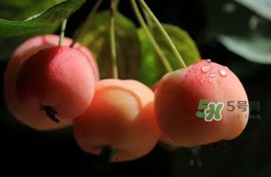 山楂和海棠果的区别,海棠和山楂的区别