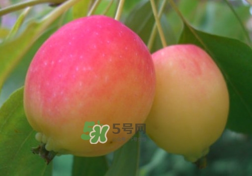 海棠果和小苹果的区别海棠果是不是小苹果,海棠果和小苹果的区别