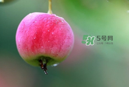 海棠果有什么作用,海棠果有什么作用和功效