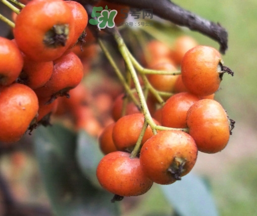 海棠果的功效和作用,海棠水果