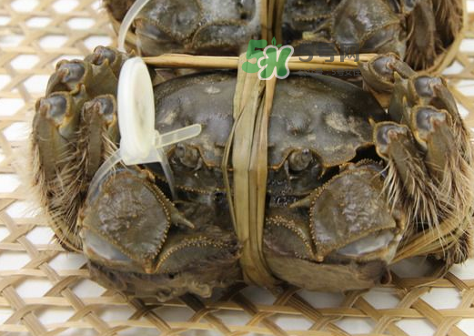 大闸蟹养殖周期,大闸蟹的生长周期是多久